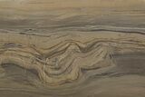 Devonian Stromatolite Slice - Orkney, Scotland #207390-1